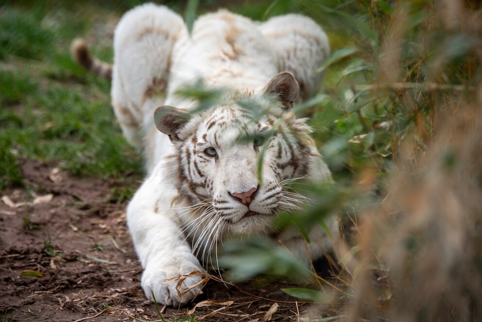 Tiger Charlota, eine Albino-Tigerdame in der TIERART-Wildtierstation