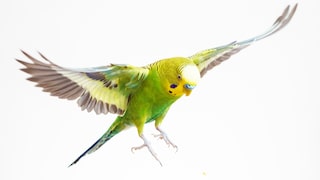 Grüner Wellensittich im Flug auf weißem Hintergrund