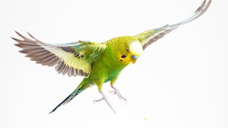 Grüner Wellensittich im Flug auf weißem Hintergrund