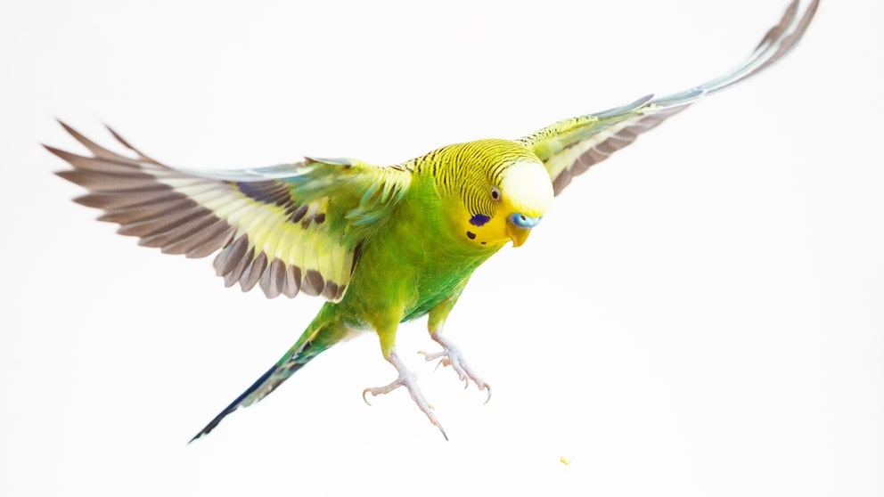 Grüner Wellensittich im Flug auf weißem Hintergrund