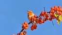Rotkehlchen (Erithacus rubecula) sitzt auf einem Ast mit kleinen Zier‰pfeln, Nordrhein-Westfalen, Deutschland