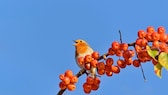 Rotkehlchen (Erithacus rubecula) sitzt auf einem Ast mit kleinen Zier‰pfeln, Nordrhein-Westfalen, Deutschland