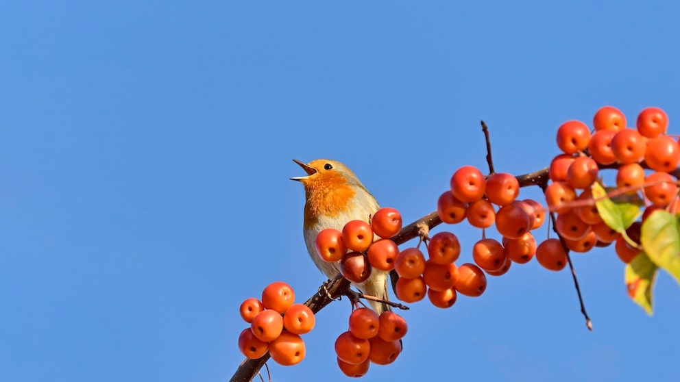 Rotkehlchen (Erithacus rubecula) sitzt auf einem Ast mit kleinen Zier‰pfeln, Nordrhein-Westfalen, Deutschland