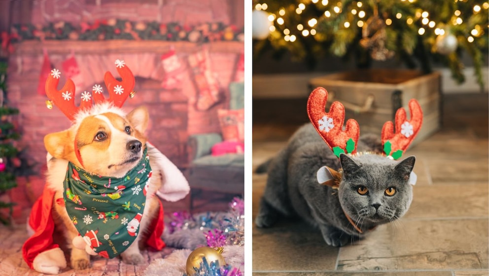 Kollage aus Hund und Katze in Weihnachts-Kostümen