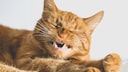 Rote Katze beim Niesen