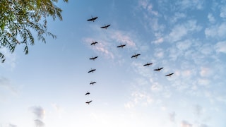 Zugvögel