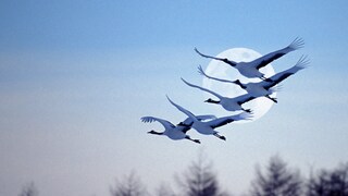 Kraniche fliegen über den Himmel