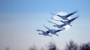 Kraniche fliegen über den Himmel