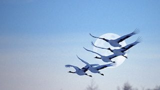 Kraniche fliegen über den Himmel