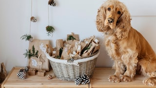 Cocker Spaniel sitzt vor selbst gebastelten Adventskalender