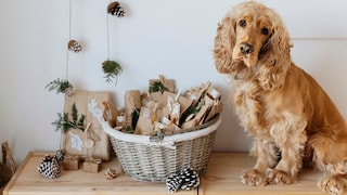 Cocker Spaniel sitzt vor selbst gebastelten Adventskalender