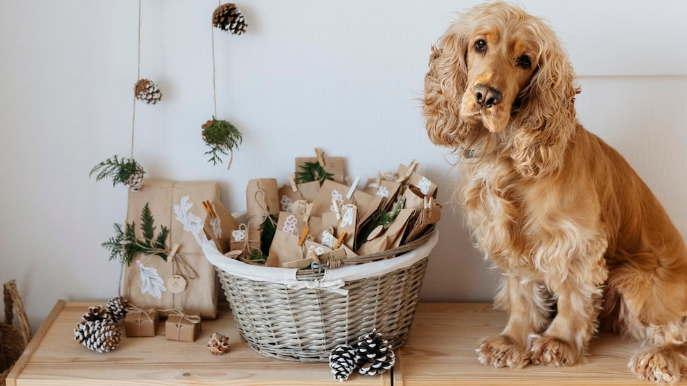 Cocker Spaniel sitzt vor selbst gebastelten Adventskalender