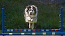 Agility