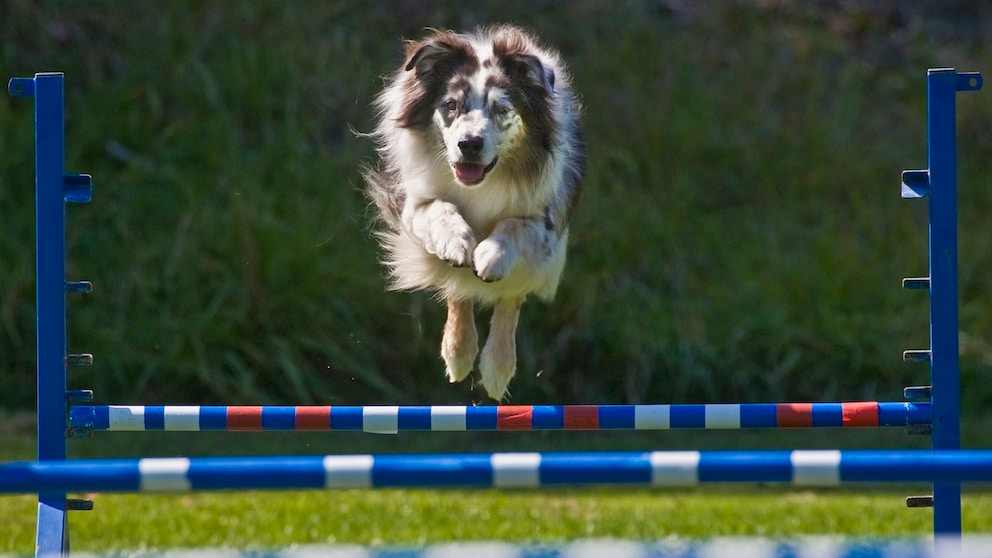 Agility