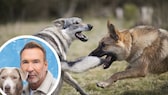 Kollage aus Hund und Wolf im Kampf und Porträt von Hundetrainer Jochen Bendel