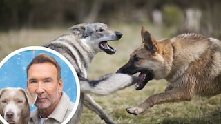 Kollage aus Hund und Wolf im Kampf und Porträt von Hundetrainer Jochen Bendel