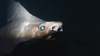 Gefleckte Meersau (Oxynotus centrina) mit Leuzismus