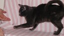 Eine American Ringtail Katze mit eingerolltem Schwanz