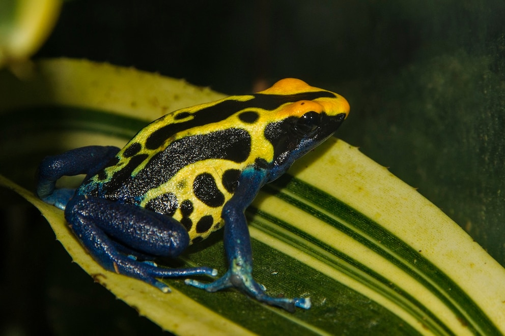 Der Färberfrosch Dendrobates tinctorious hat eine besonders schöne Zeichnung, die aber auch Warnung ist.