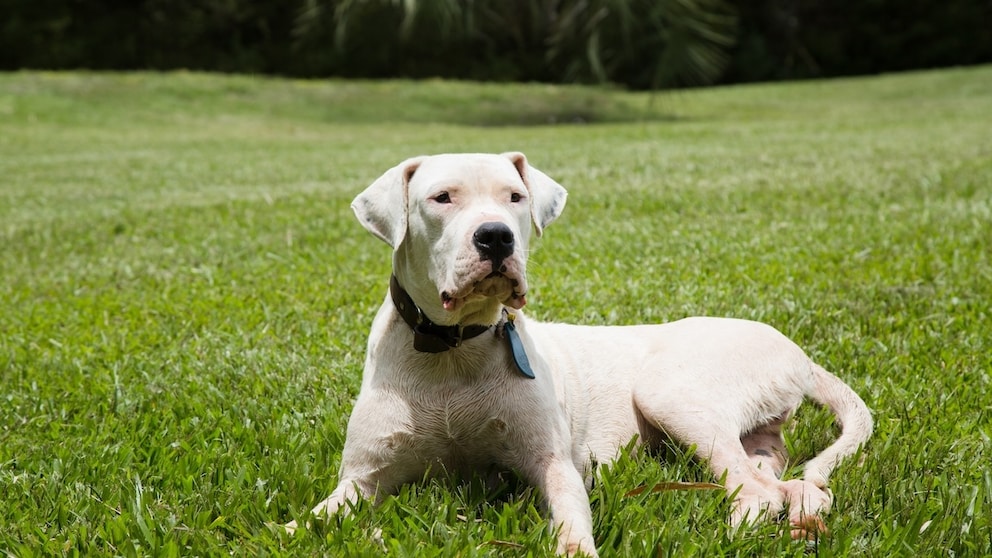 Dogo Argentino