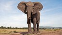 Afrikanischer Elefant blickt neugierig in die Kamera