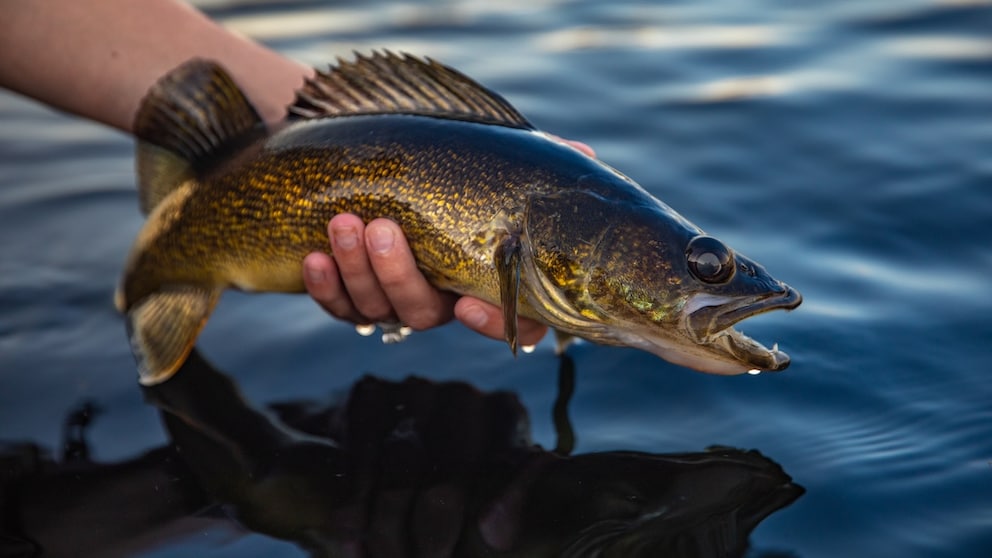 Fisch, der nach dem Fang wieder ins Wasser gesetzt wird