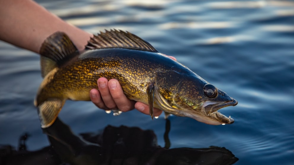 Fisch, der nach dem Fang wieder ins Wasser gesetzt wird