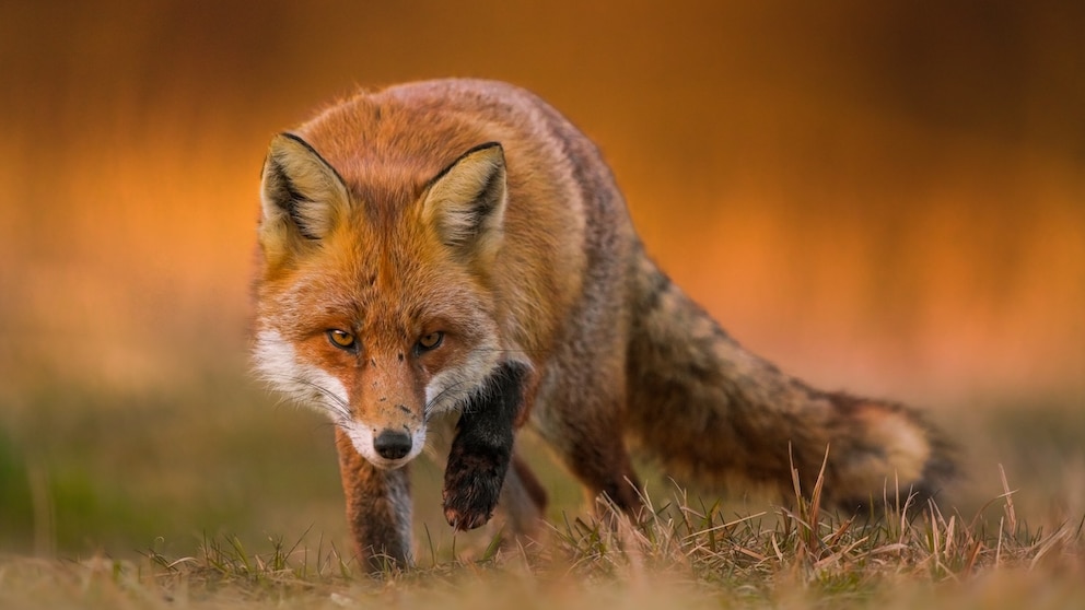 Porträt von einem Rotfuchs, der übers Gras läuft