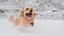 Ein Golden Retriever tobt durch Schnee