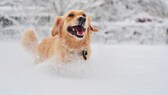 Ein Golden Retriever tobt durch Schnee