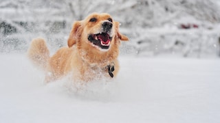 Ein Golden Retriever tobt durch Schnee