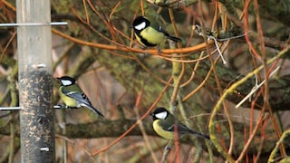 Auch Vögel ziehen um – das nennt man Revierwechsel. Um sich in der neuen Umgebung schnell zurechtzufinden, schauen sie sich einiges bei ihren Artgenossen ab