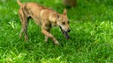 Phu Quoc Ridgeback beim Spielen im Gras.
