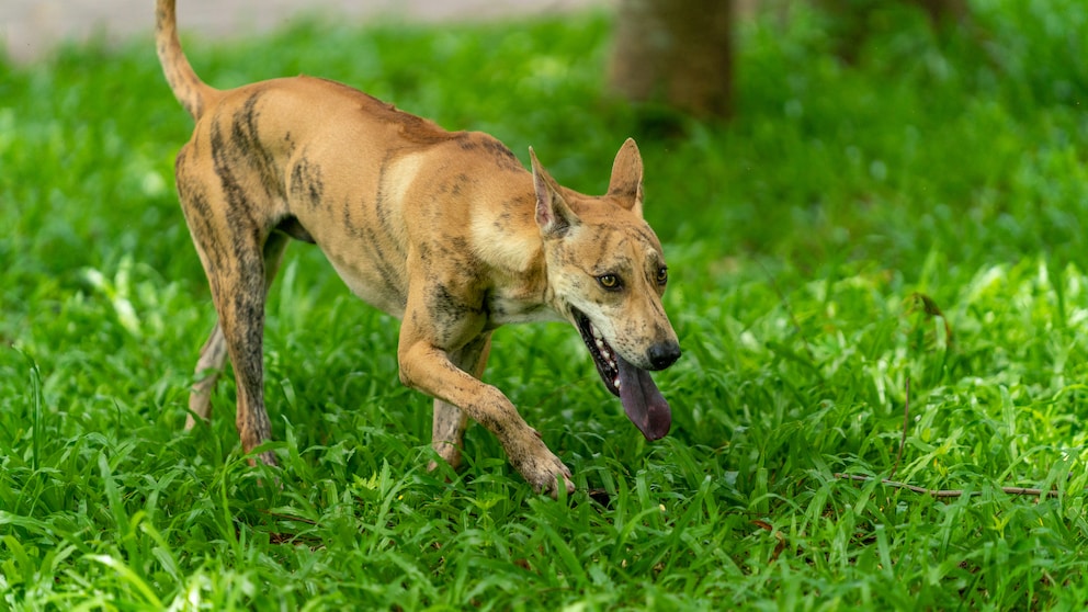 Phu Quoc Ridgeback beim Spielen im Gras.