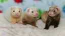 Drei Baby Frettchen