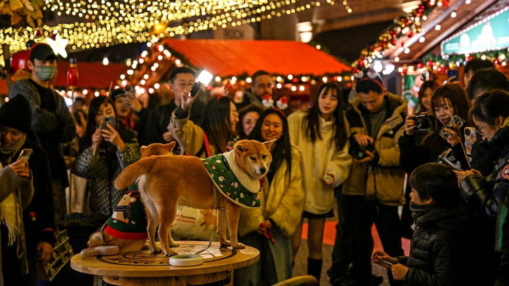 Sollte man Hunde mit auf Weihnachtsmärkte mitnehmen? Experten raten aus gleich mehreren Gründen klar davon ab. 