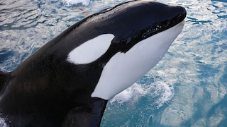 Das einsame Schicksal von Orca-Wal Kshamenk berührt viele. Die Tierschutzorganisation Peta fordert seine Umsiedlung. (Symbolbild)
