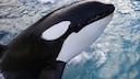 Das einsame Schicksal von Orca-Wal Kshamenk berührt viele. Die Tierschutzorganisation Peta fordert seine Umsiedlung. (Symbolbild)
