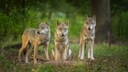 Gruppe Europäischer Grauwölfe (Canis lupus lupus)