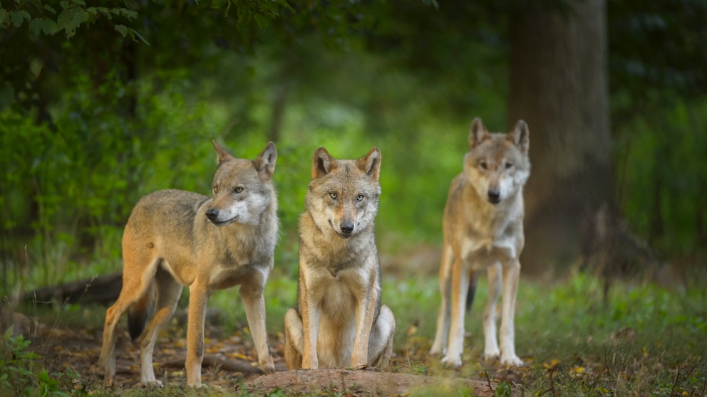 Gruppe Europäischer Grauwölfe (Canis lupus lupus)