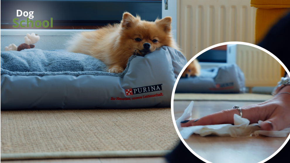Screenshot aus der Folge Hund stubenrein bekommen der PETBOOK Dog School