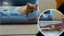 Screenshot aus der Folge Hund stubenrein bekommen der PETBOOK Dog School