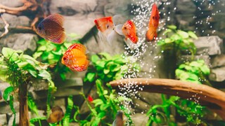 Häufige Fischkrankheiten