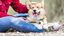Verbringen wir mit unserem Hund gemeinsame Zeit, kann man das am Herzschlag messen, wie eine Studie zeigt