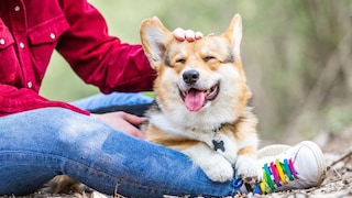 Verbringen wir mit unserem Hund gemeinsame Zeit, kann man das am Herzschlag messen, wie eine Studie zeigt