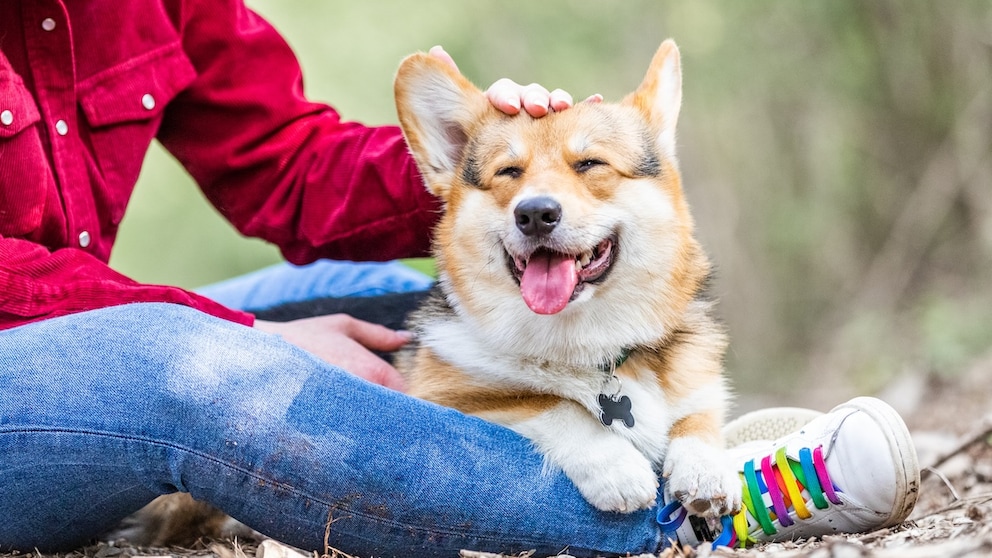 Verbringen wir mit unserem Hund gemeinsame Zeit, kann man das am Herzschlag messen, wie eine Studie zeigt