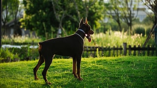 Dobermann in Seitenansicht