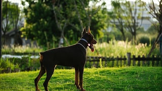 Dobermann in Seitenansicht