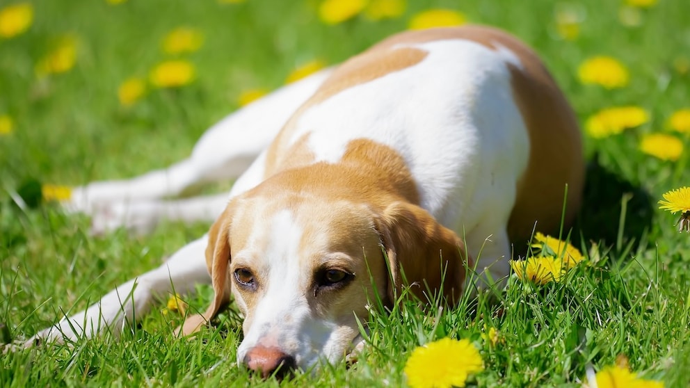 Beagle mit Übergewicht liegt auf der Wiese