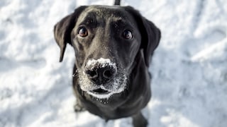 Hunde-Mythen Winter